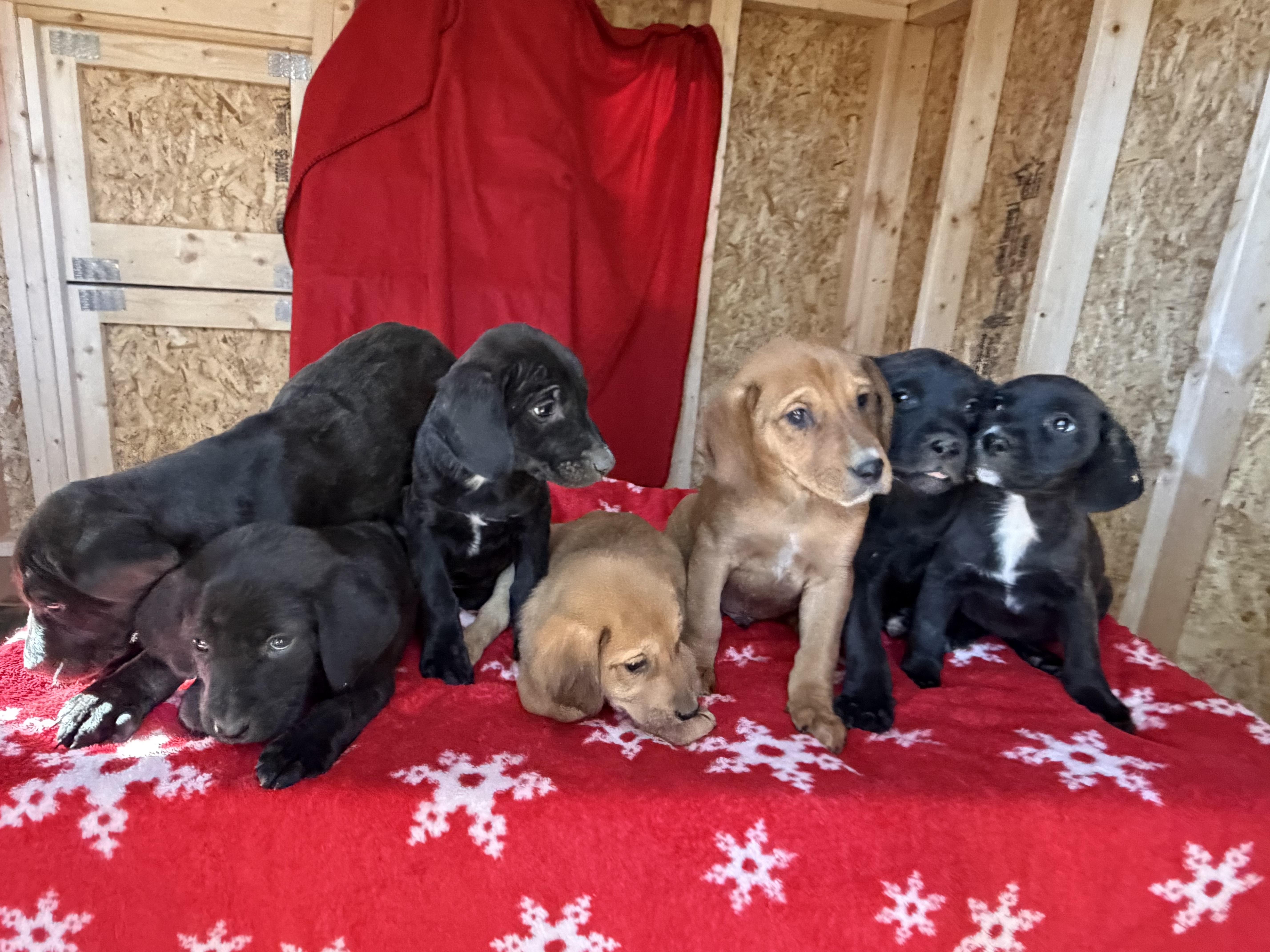 Litter of Labrador Mix Puppies, Adoptable, Puppy Female Labrador Retriever.