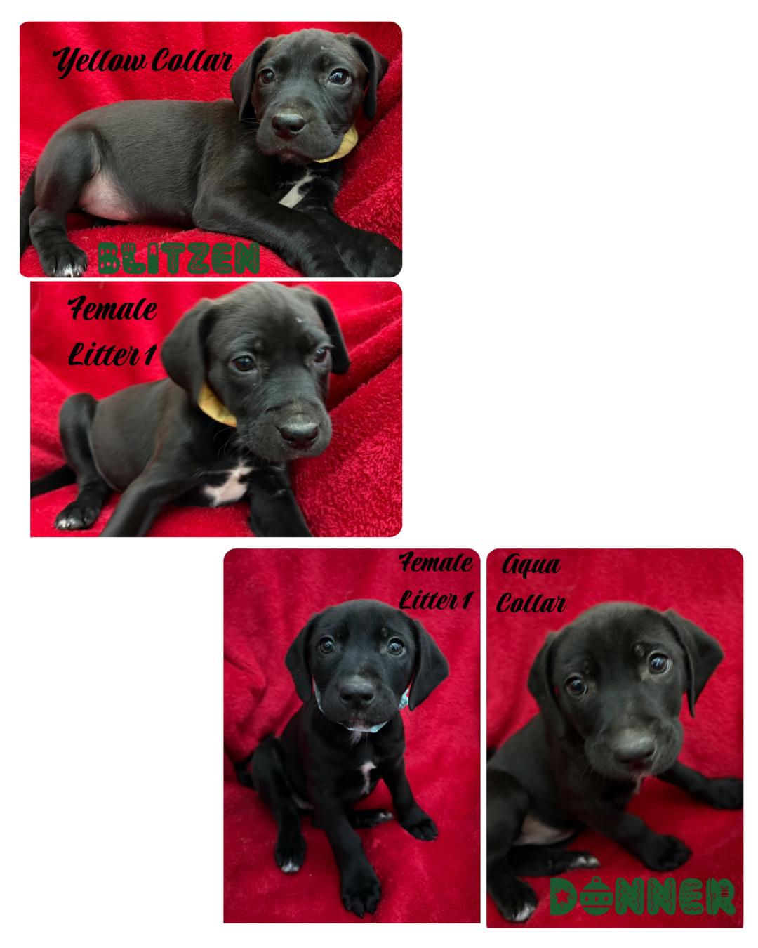 Enlarge Litter of Labrador Mix Puppies, a Adoptable mixed breed in Warrington, PA image 2/5