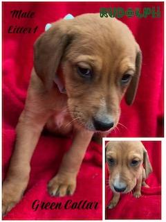 Enlarge Litter of Labrador Mix Puppies, a Adoptable mixed breed in Warrington, PA image 3/5