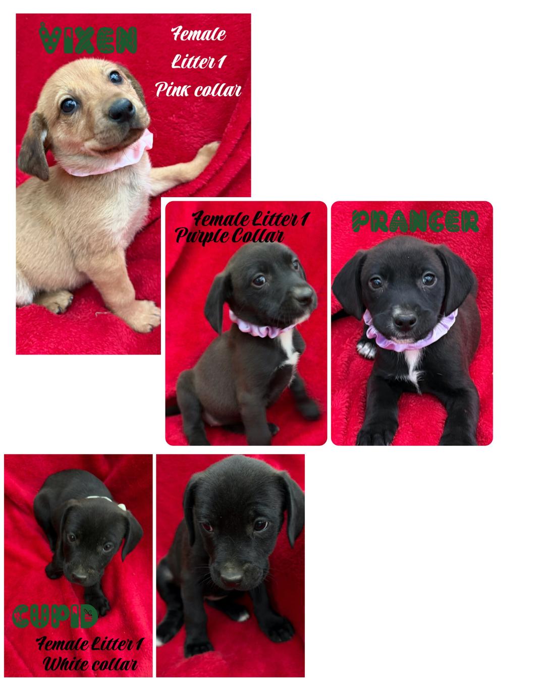 Enlarge Litter of Labrador Mix Puppies, a Adoptable mixed breed in Warrington, PA image 4/5