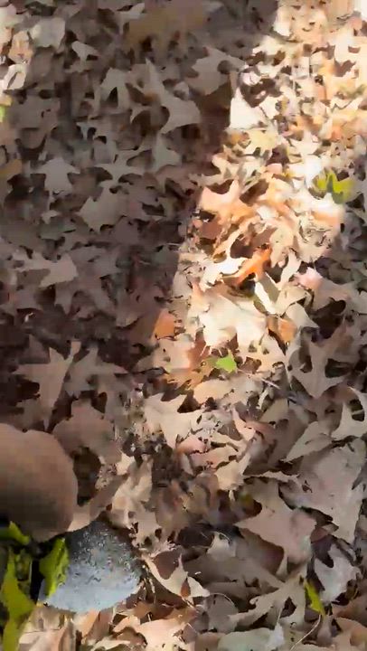 Enlarge Litter of Labrador Mix Puppies, a Adoptable mixed breed in Warrington, PA video 5/5