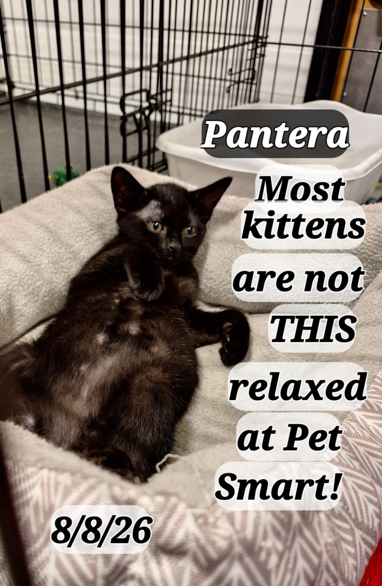 Enlarge Pantera and Cheetah, a Adoptable mixed breed in Staunton, VA image 1/3