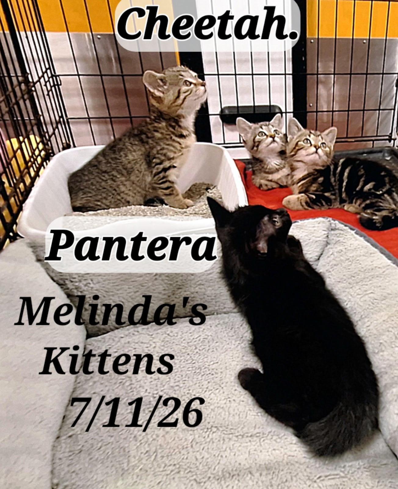 Enlarge Pantera and Cheetah, a Adoptable mixed breed in Staunton, VA image 3/3