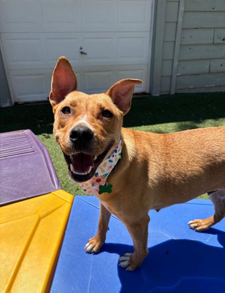 Chariot, Adoptable, Young Female Carolina Dog & Terrier.