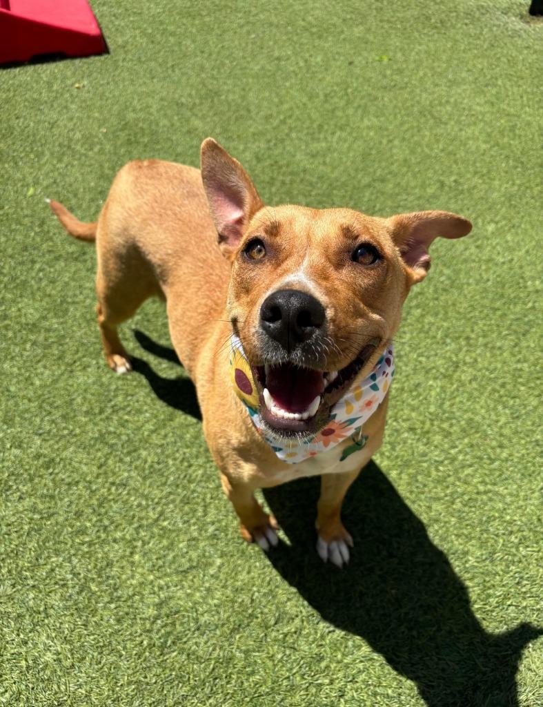 Enlarge Chariot, a Adoptable mixed breed in Fayetteville, AR image 2/3