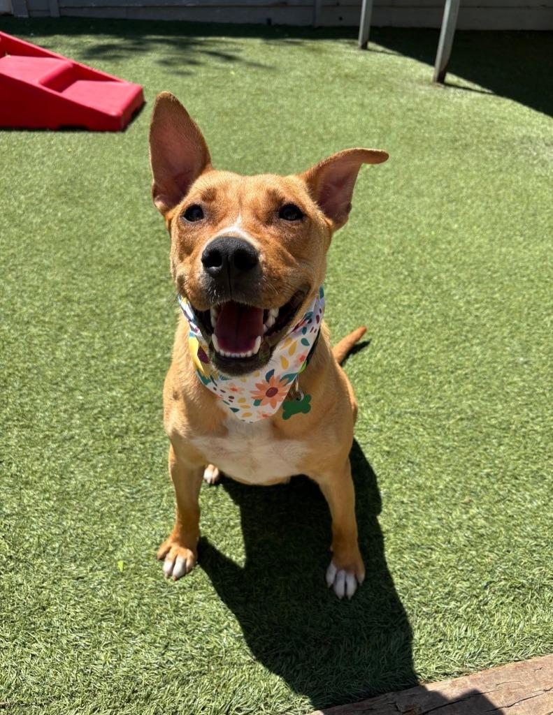 Enlarge Chariot, a Adoptable mixed breed in Fayetteville, AR image 3/3