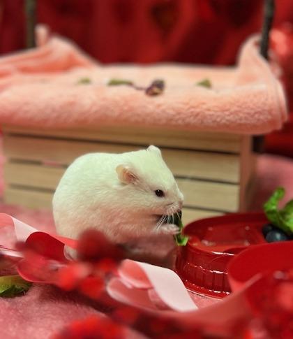 Enlarge Xaphon the Ender of Kings, a Adoptable Hamster in Eugene, OR image 2/3