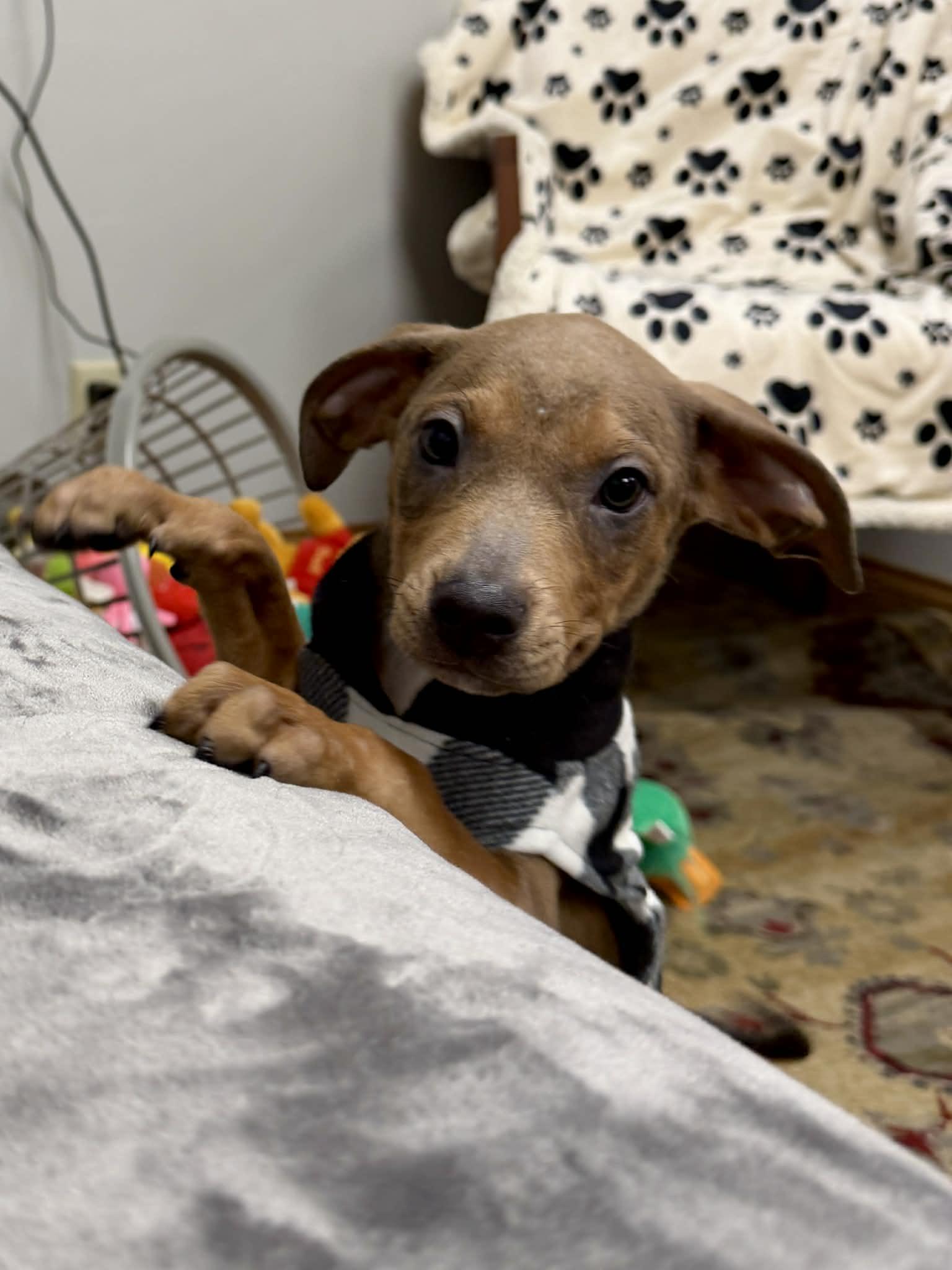 Enlarge Spud the terrier mix puppy, an adopted mixed breed in Muskego, WI image 3/6
