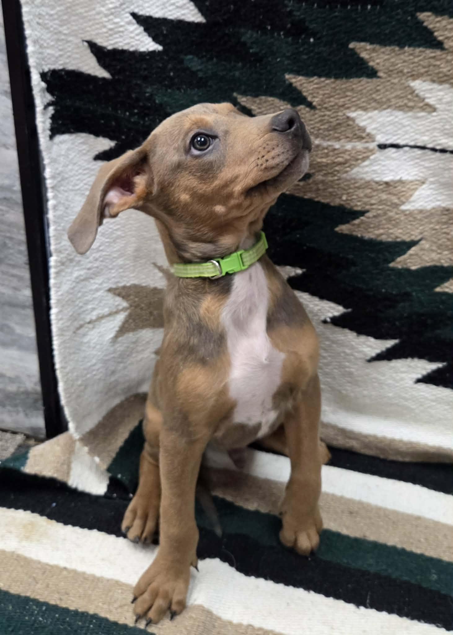 Enlarge Spud the terrier mix puppy, an adopted mixed breed in Muskego, WI image 5/6