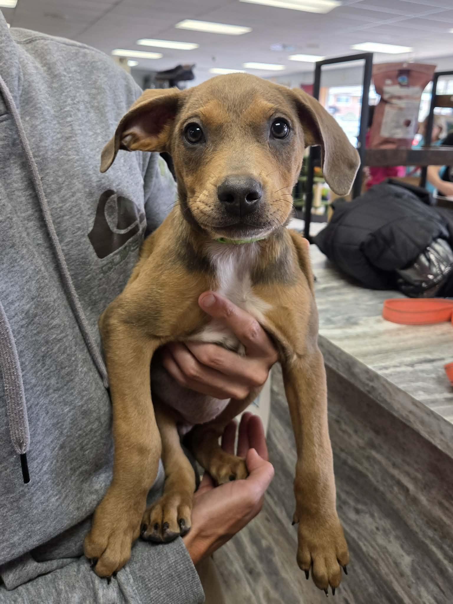 Enlarge Spud the terrier mix puppy, an adopted mixed breed in Muskego, WI image 6/6