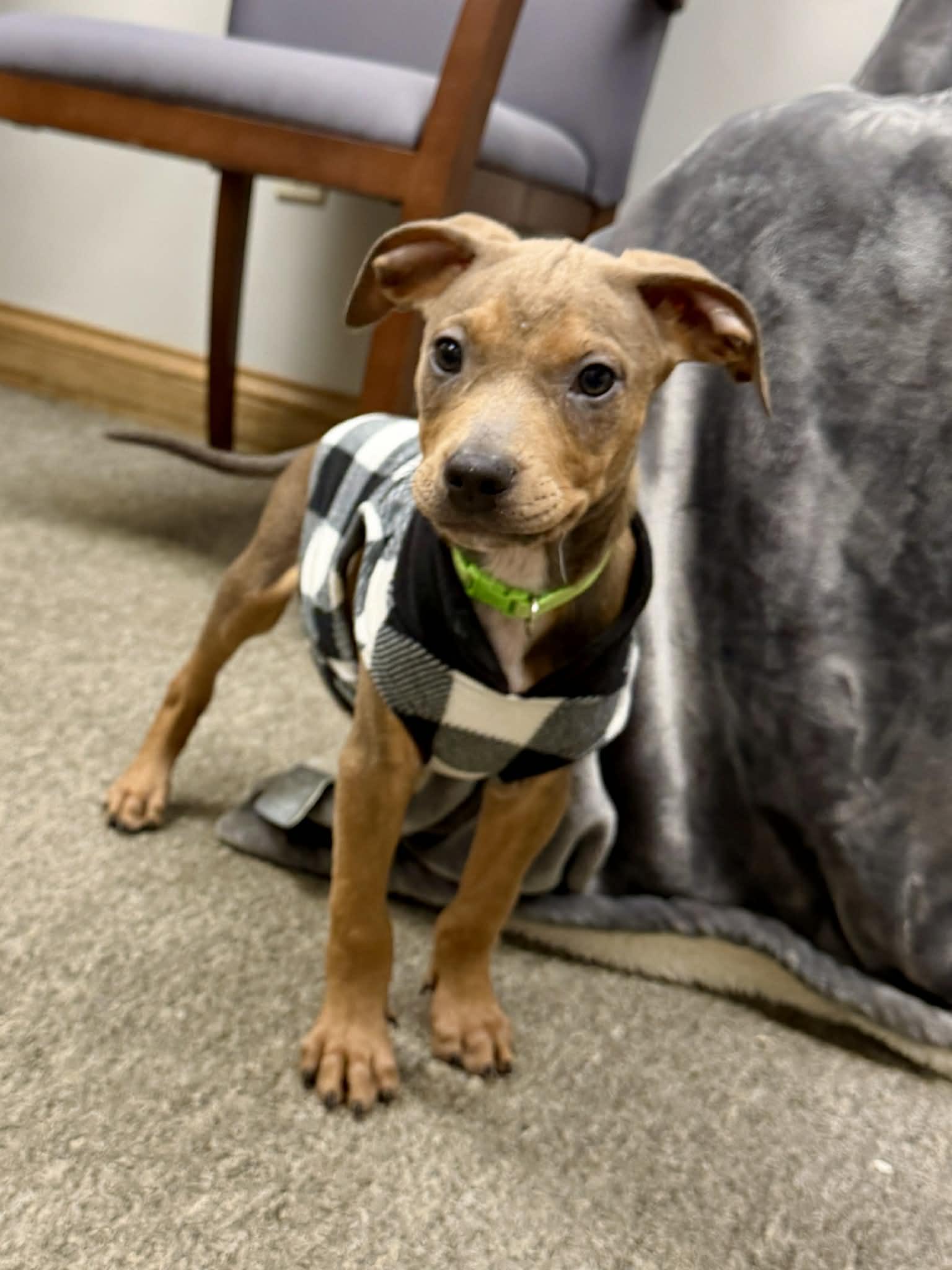 Enlarge Spud the terrier mix puppy, an adopted mixed breed in Muskego, WI image 2/6