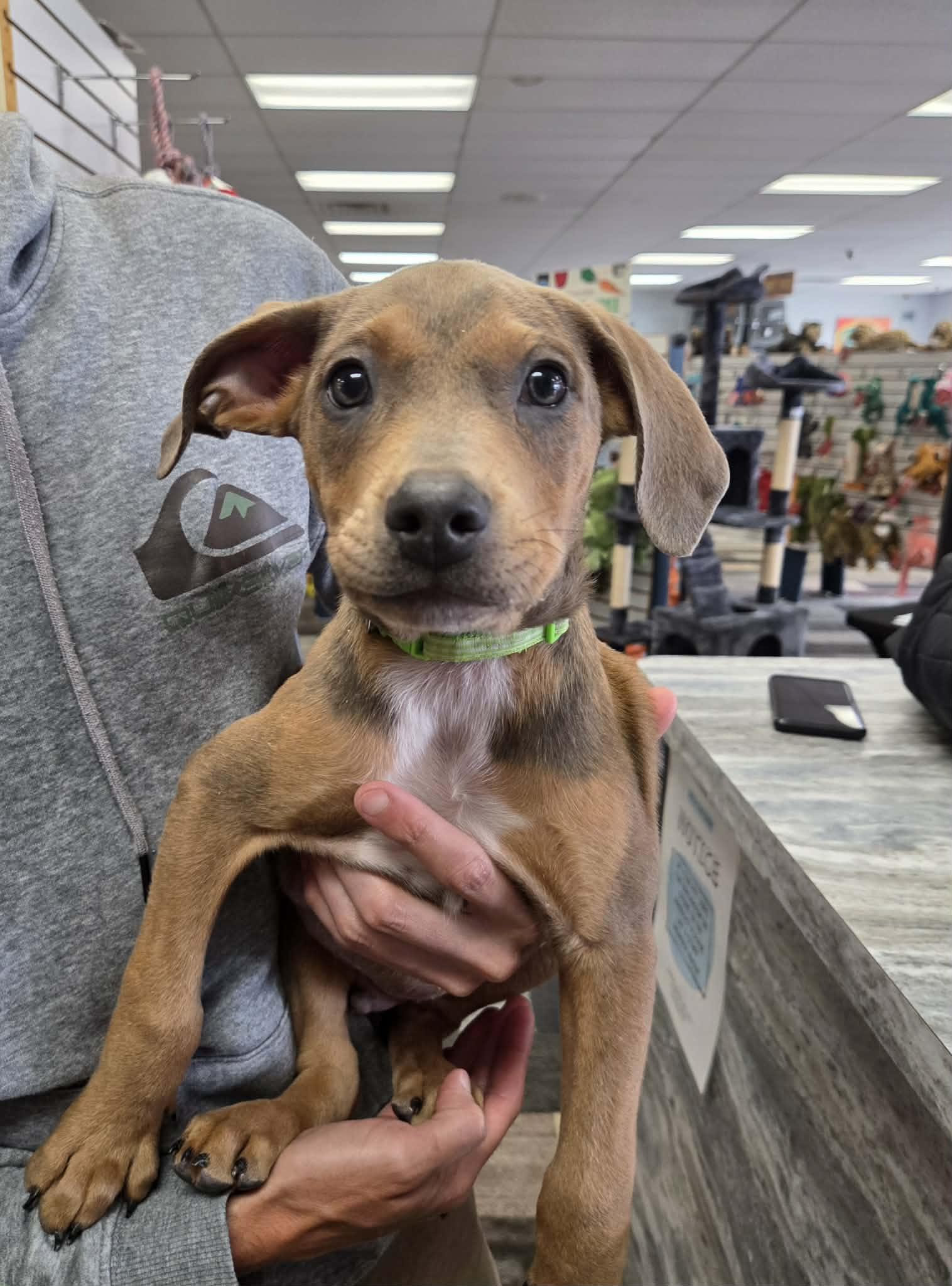 Enlarge Spud the terrier mix puppy, an adopted mixed breed in Muskego, WI image 1/6