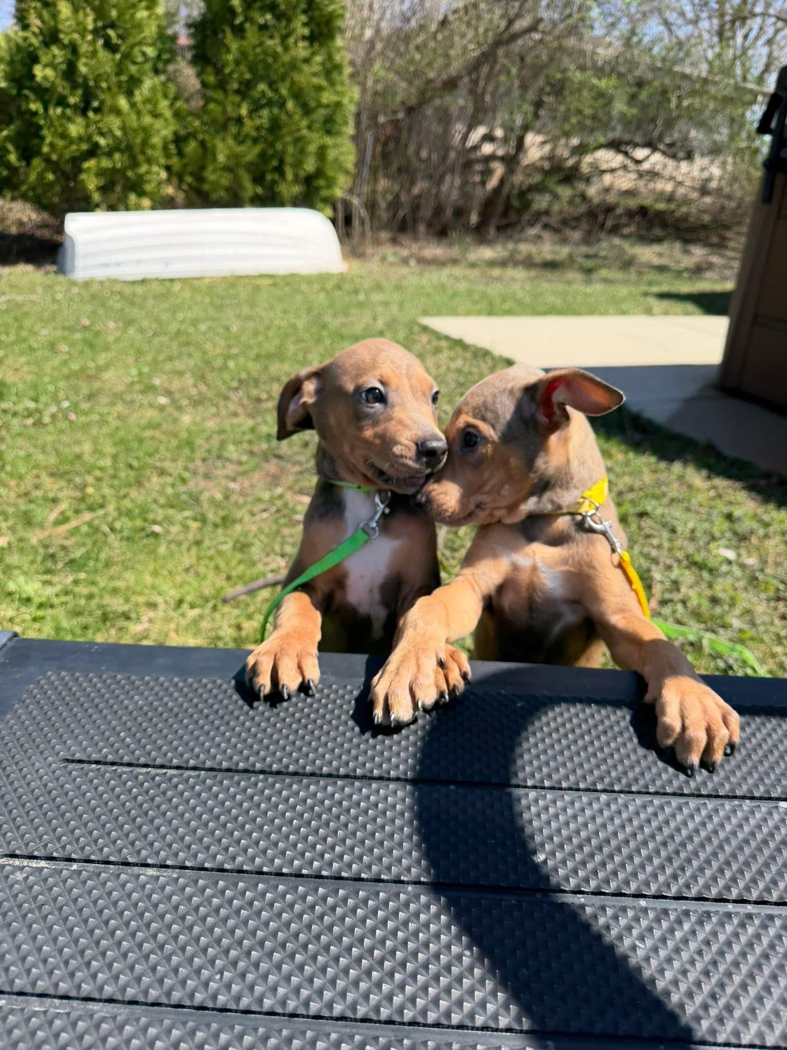 Enlarge Spud the terrier mix puppy, an adopted mixed breed in Muskego, WI image 4/6