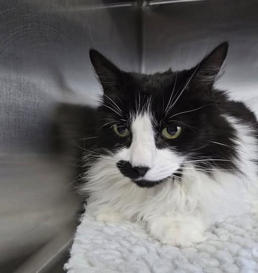 Enlarge Apollo, an adopted Domestic Long Hair in Prineville, OR image 1/1