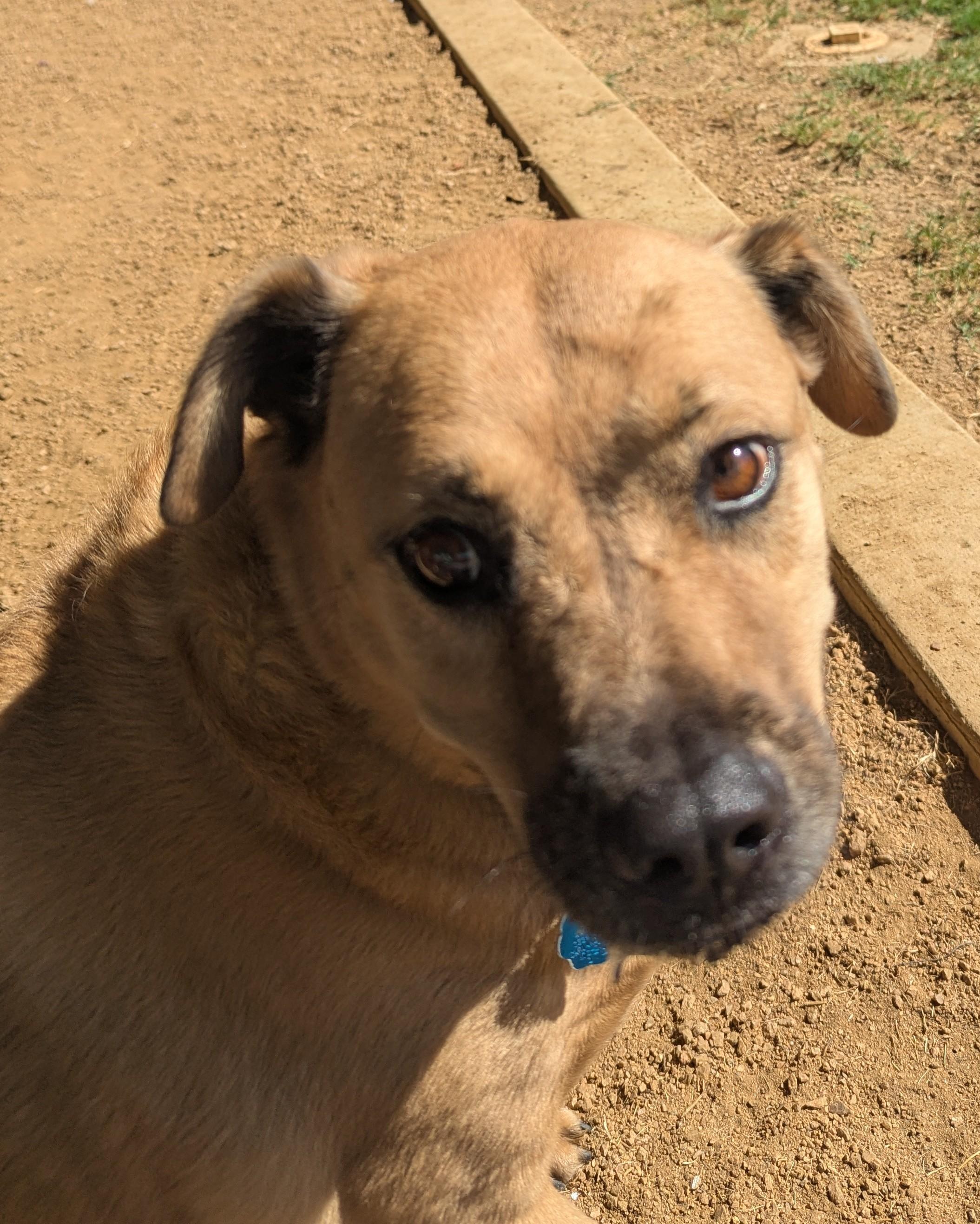Lola A143465, an adoptable Labrador Retriever, Black Mouth Cur in Plano, TX, 75093 | Photo Image 3