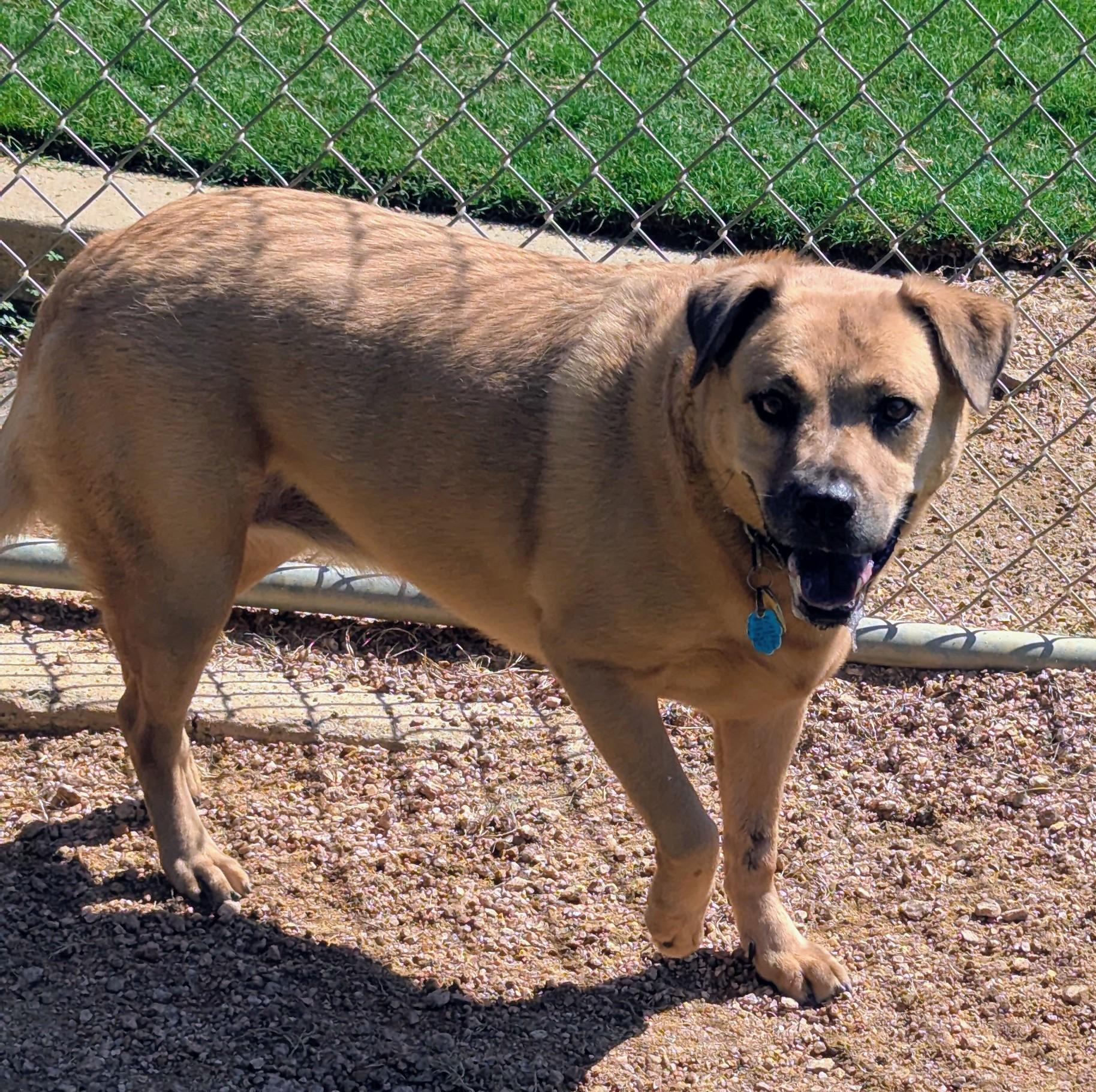 Lola A143465, an adoptable Labrador Retriever, Black Mouth Cur in Plano, TX, 75093 | Photo Image 1
