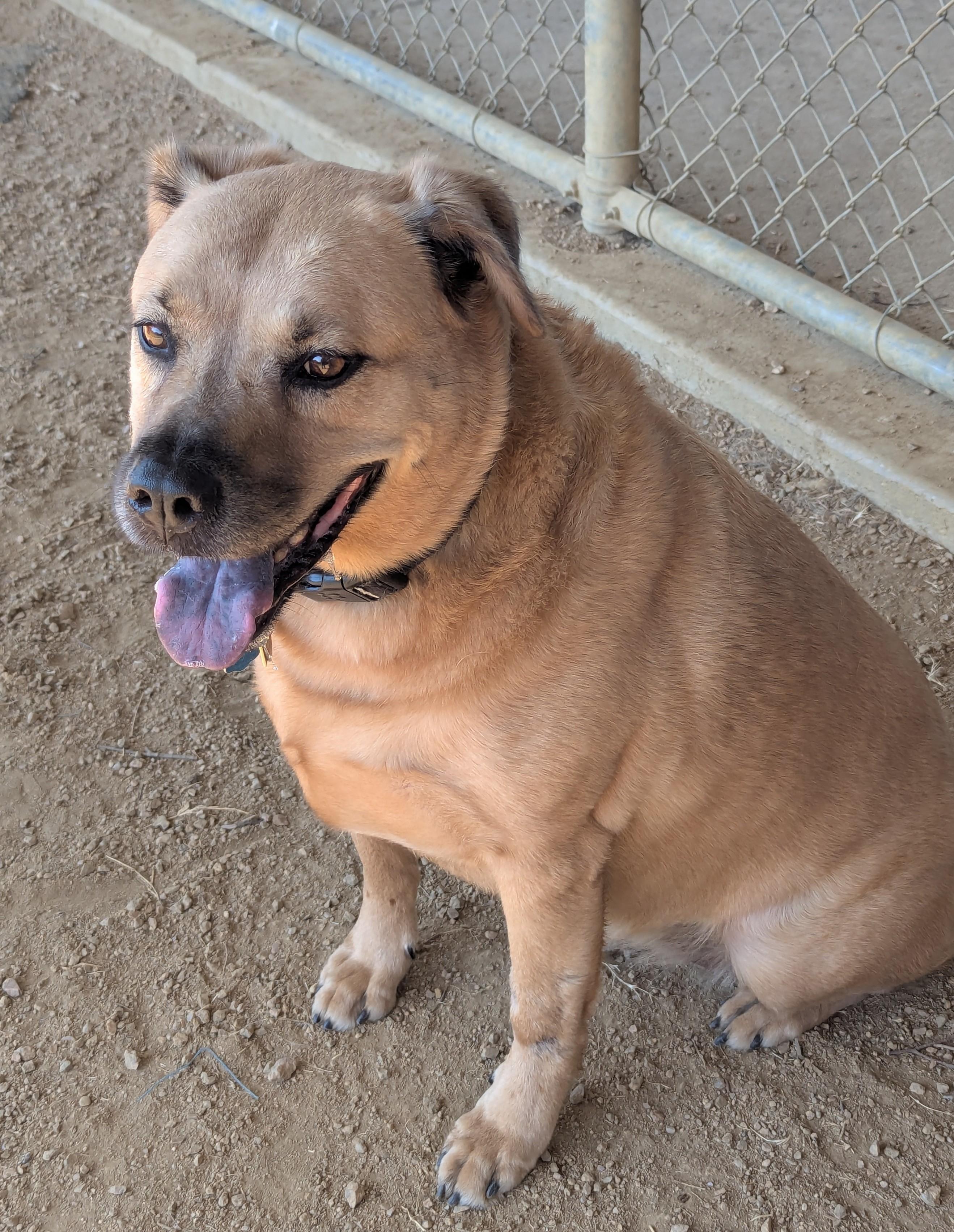 Lola A143465, an adoptable Labrador Retriever, Black Mouth Cur in Plano, TX, 75093 | Photo Image 2