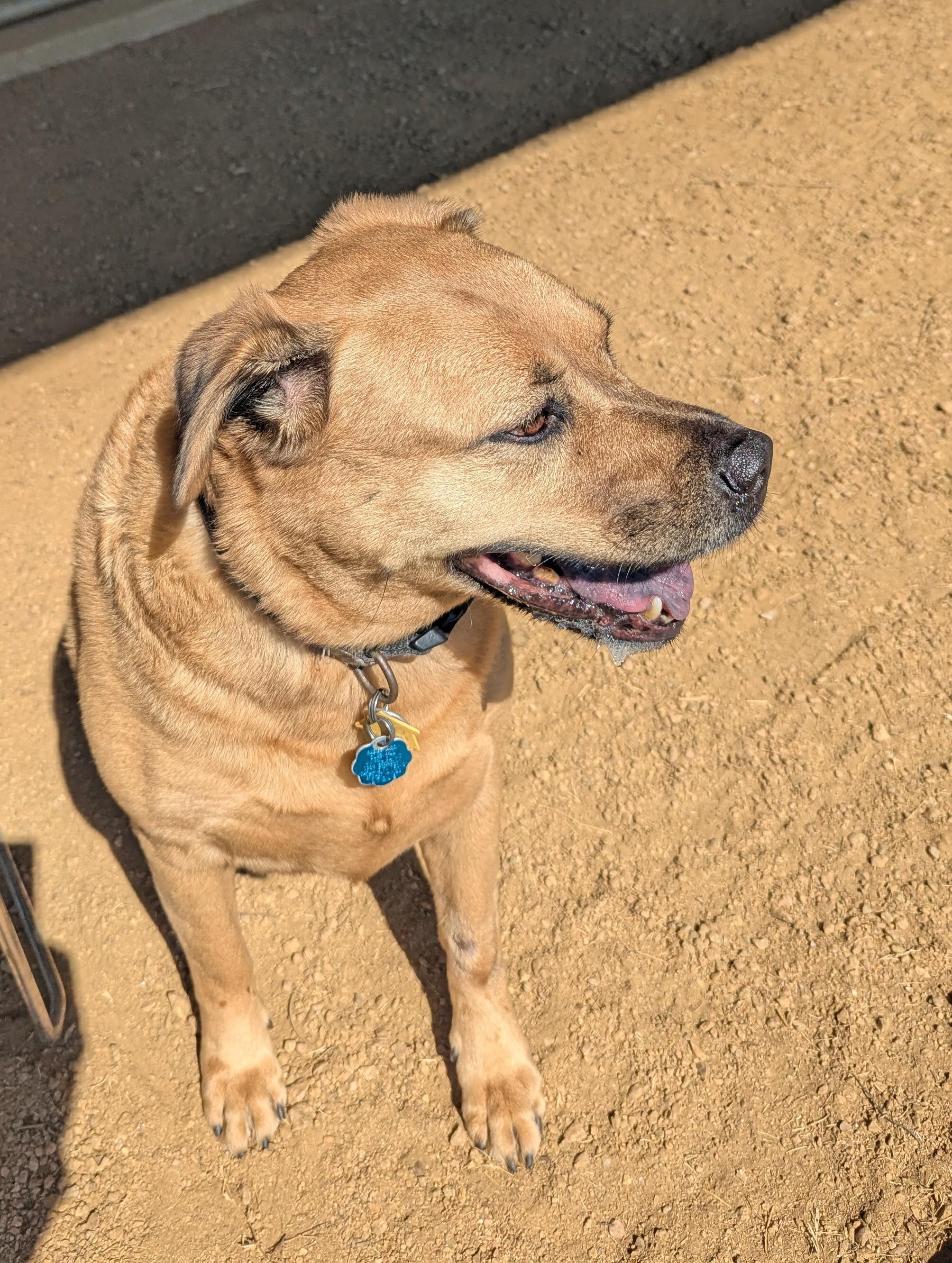 Lola A143465, an adoptable Labrador Retriever, Black Mouth Cur in Plano, TX, 75093 | Photo Image 5