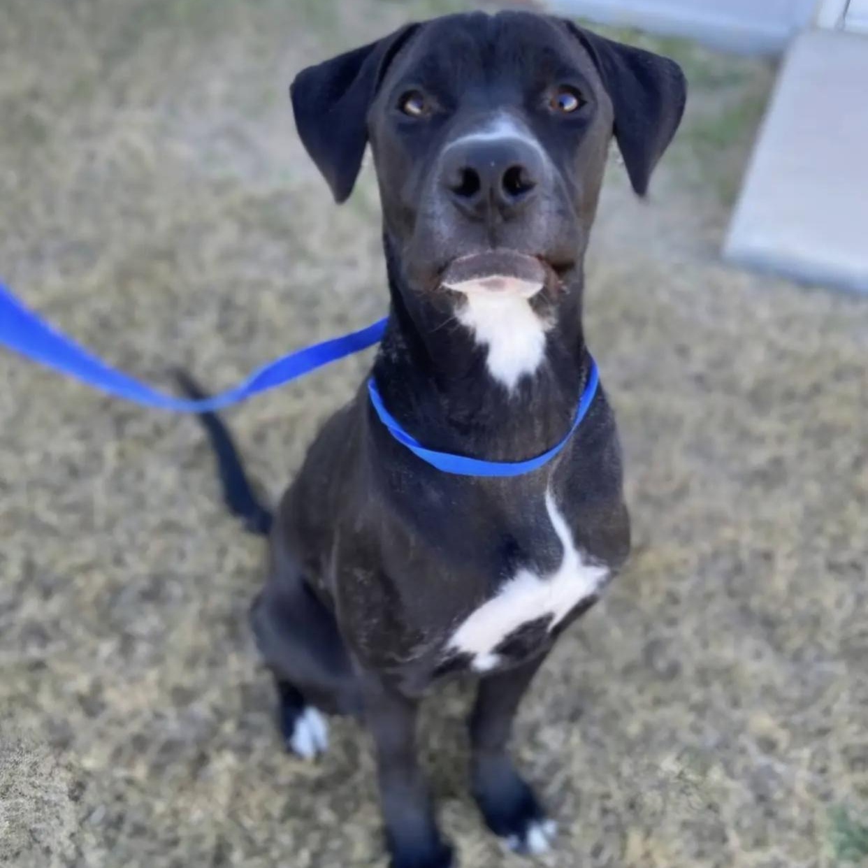 Enlarge Yule, a ADOPTABLE mixed breed in Bethel, VT image 2/5