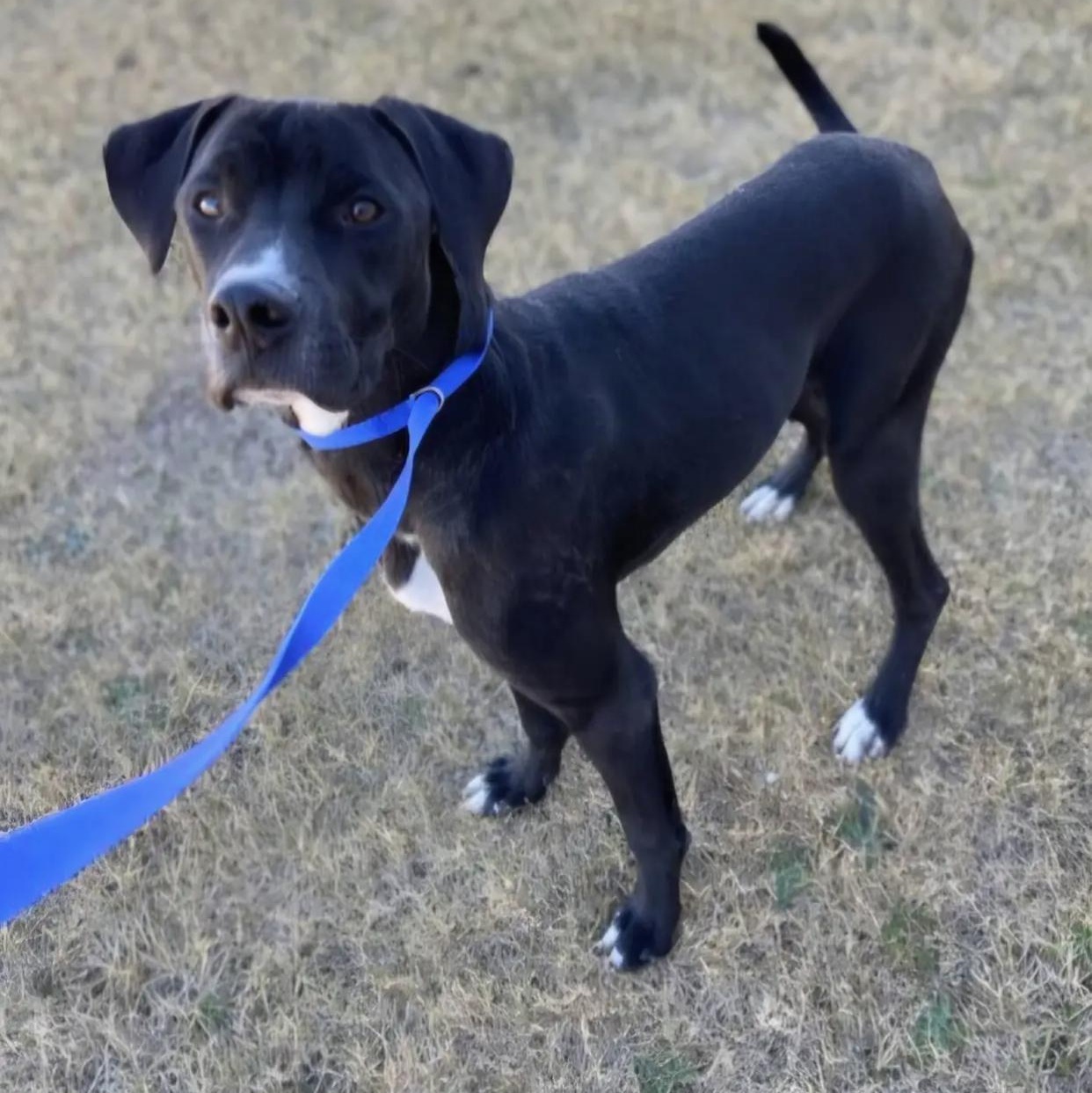 Enlarge Yule, a ADOPTABLE mixed breed in Bethel, VT image 3/5
