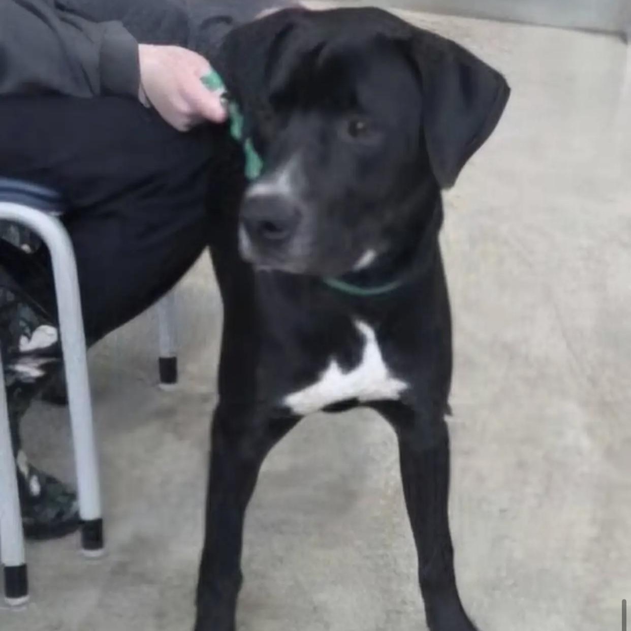 Enlarge Yule, a ADOPTABLE mixed breed in Bethel, VT image 4/5