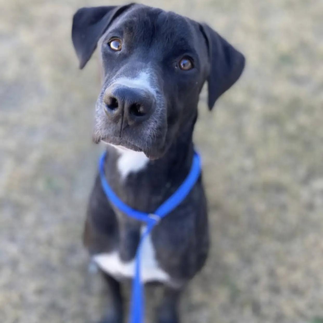 Enlarge Yule, a ADOPTABLE mixed breed in Bethel, VT image 1/5
