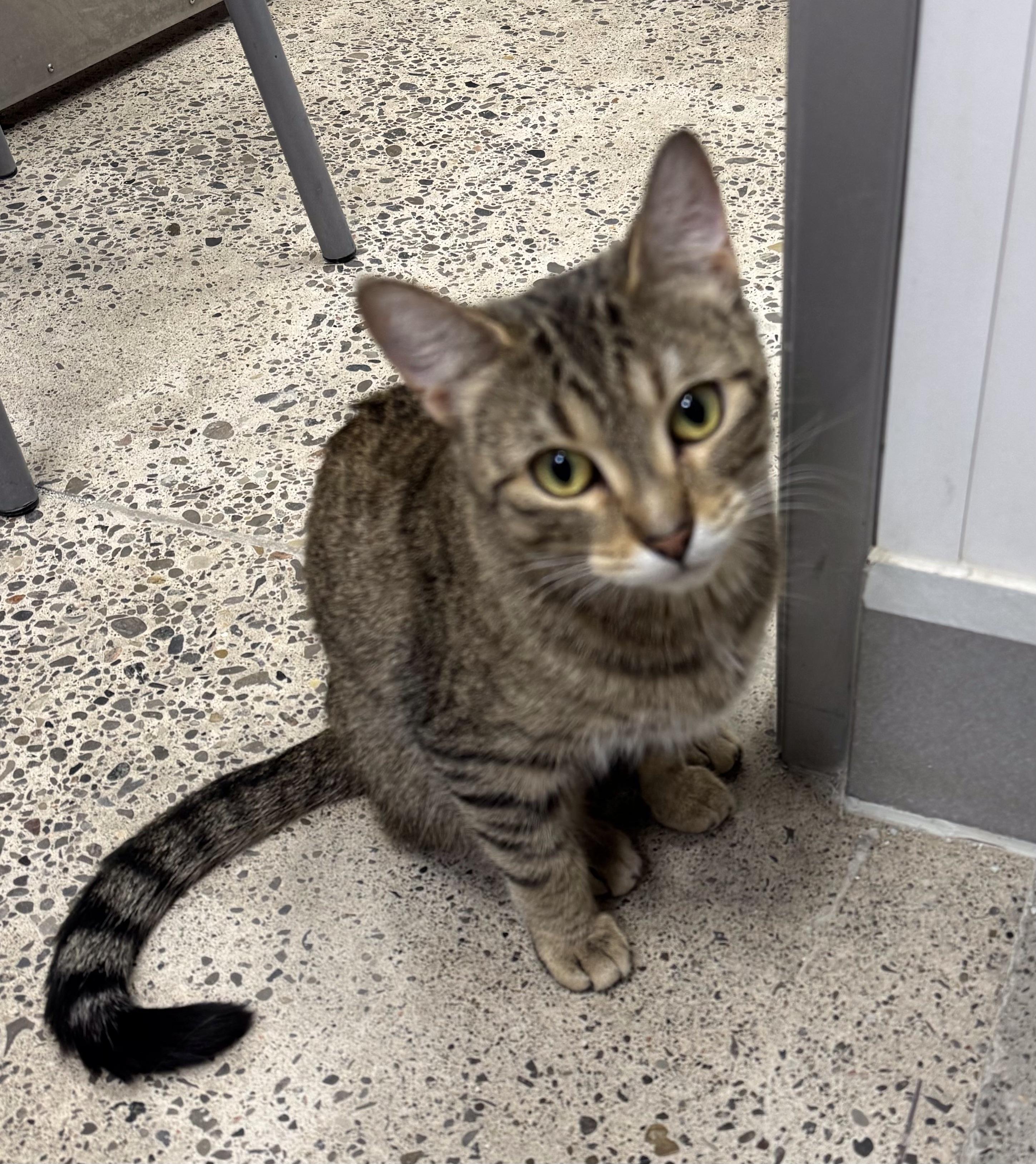 Enlarge Delilah, a ADOPTABLE Domestic Short Hair in Pickering, ON image 2/3