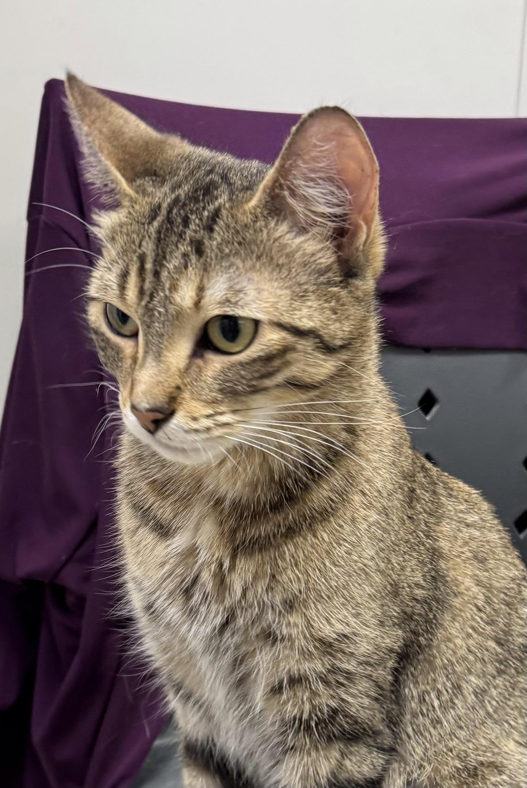 Enlarge Delilah, a ADOPTABLE Domestic Short Hair in Pickering, ON image 3/3