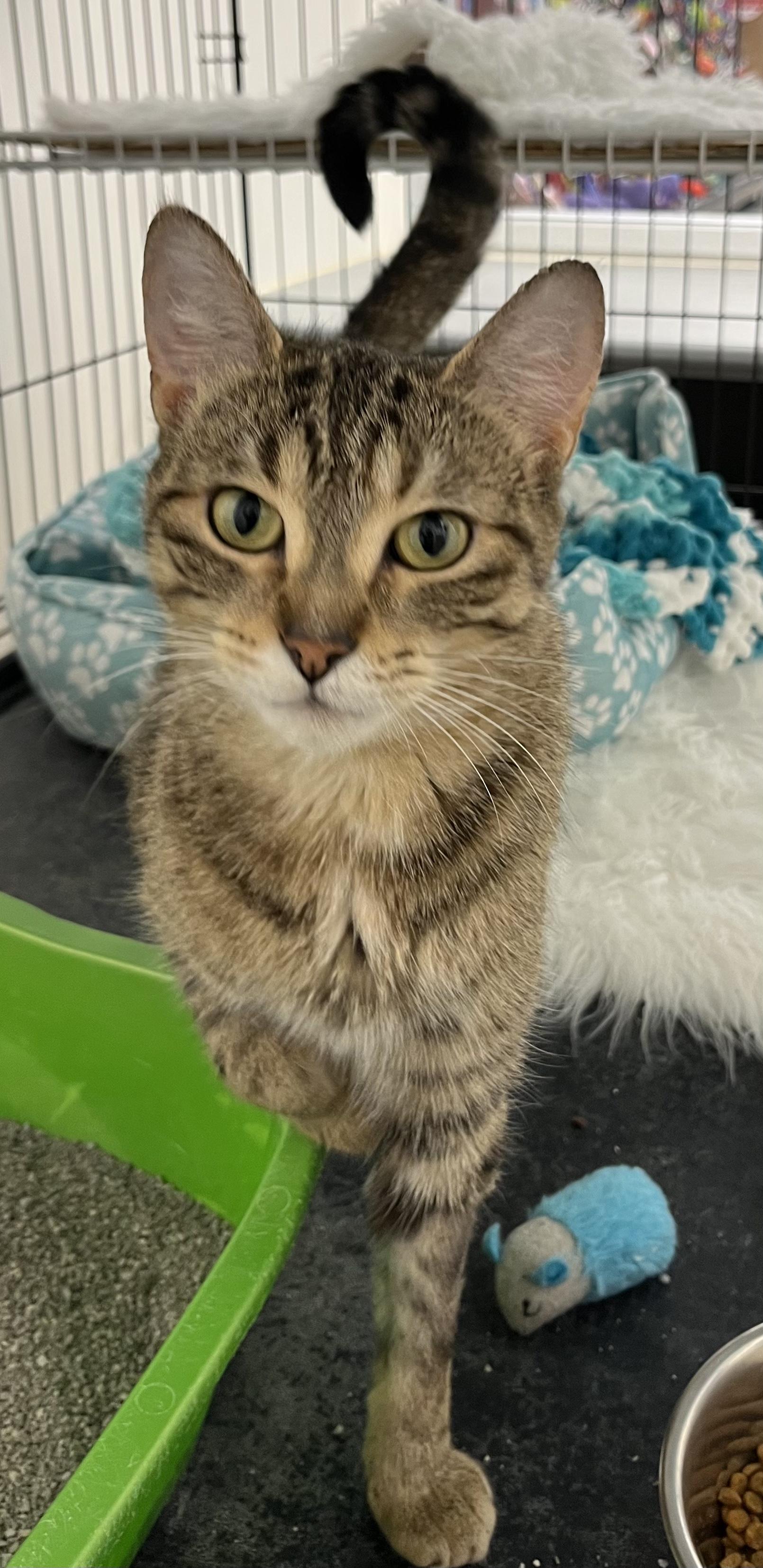 Delilah, ADOPTABLE, Adult Female Domestic Short Hair.