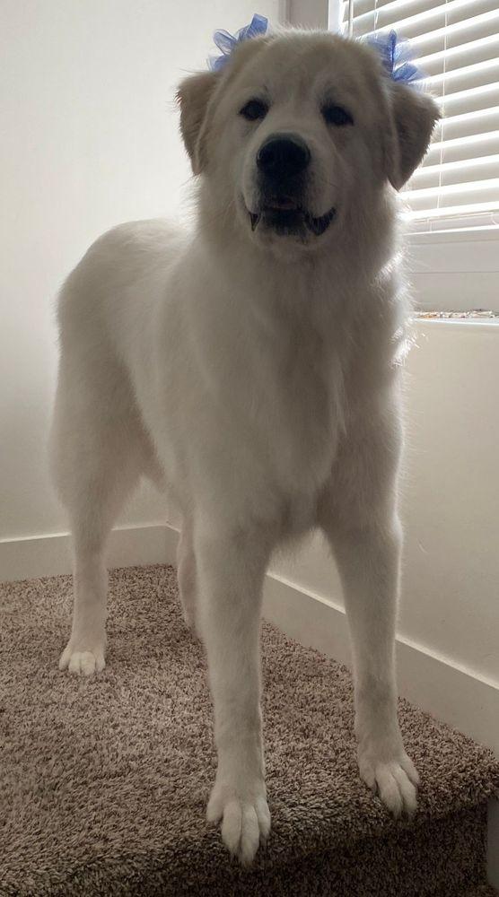 Willow II - BONDED PAIR, an adoptable Great Pyrenees in Larkspur, CO image 3/5