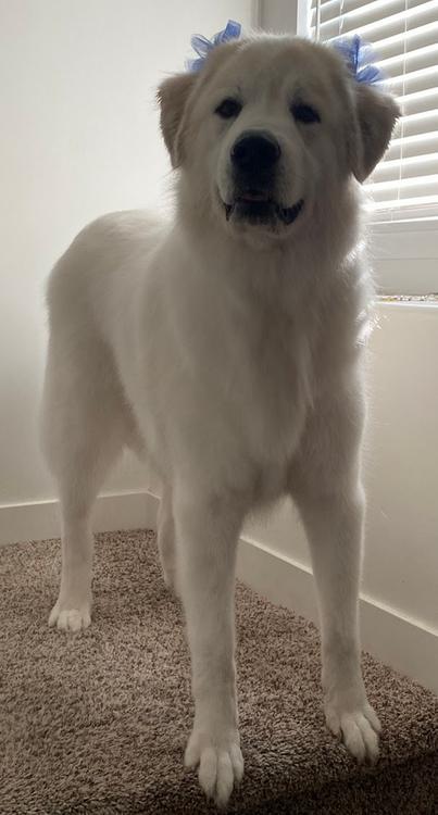 Enlarge Willow - BONDED PAIR, a ADOPTABLE Great Pyrenees in Larkspur, CO image 2/3
