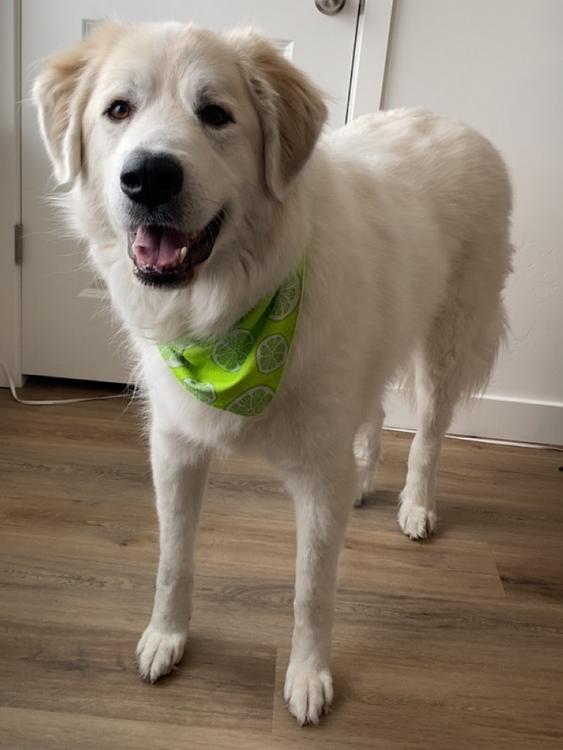 Enlarge Willow - BONDED PAIR, a ADOPTABLE Great Pyrenees in Larkspur, CO image 1/3