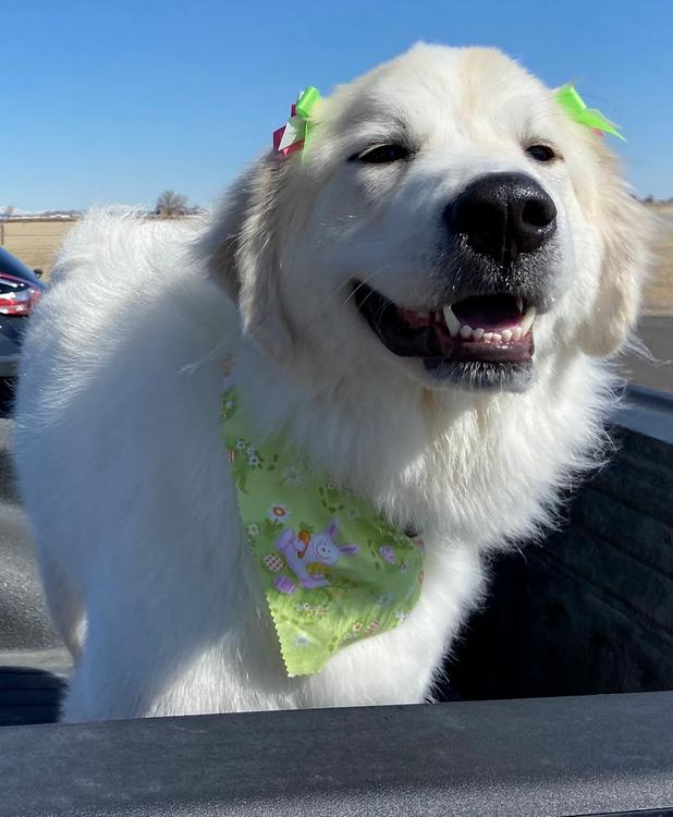 Enlarge Willow - BONDED PAIR, a ADOPTABLE Great Pyrenees in Larkspur, CO image 3/3