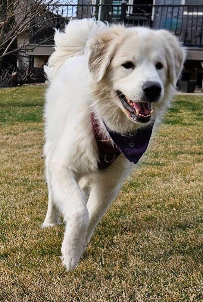 Willow II - BONDED PAIR, adoptable, Adult Female Great Pyrenees.