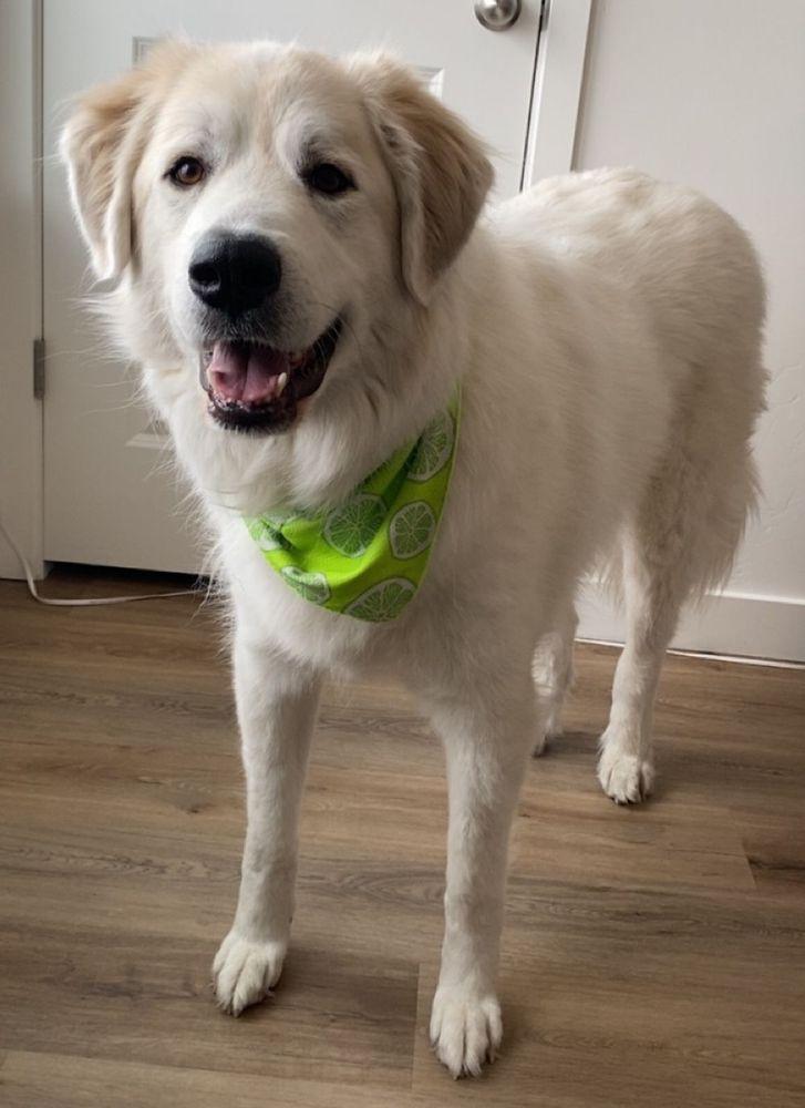 Willow II - BONDED PAIR, an adoptable Great Pyrenees in Larkspur, CO image 4/5