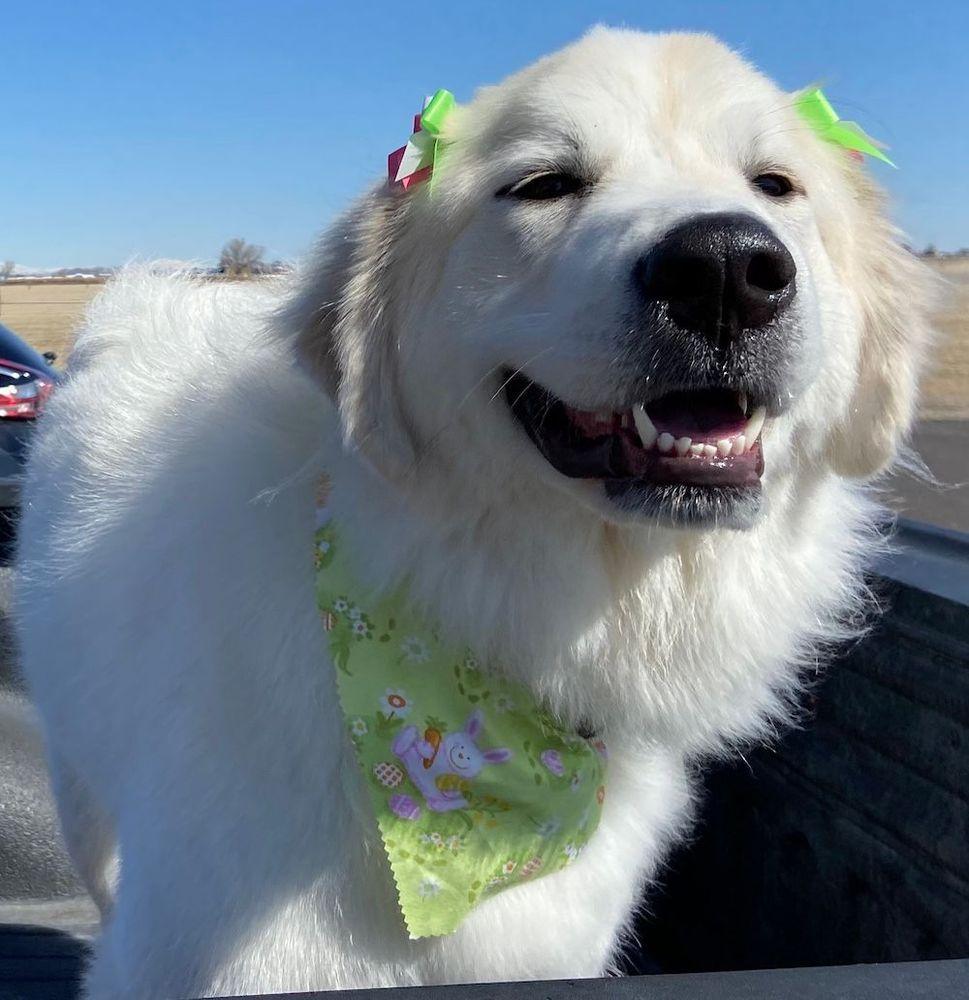 Willow II - BONDED PAIR, an adoptable Great Pyrenees in Larkspur, CO image 2/5