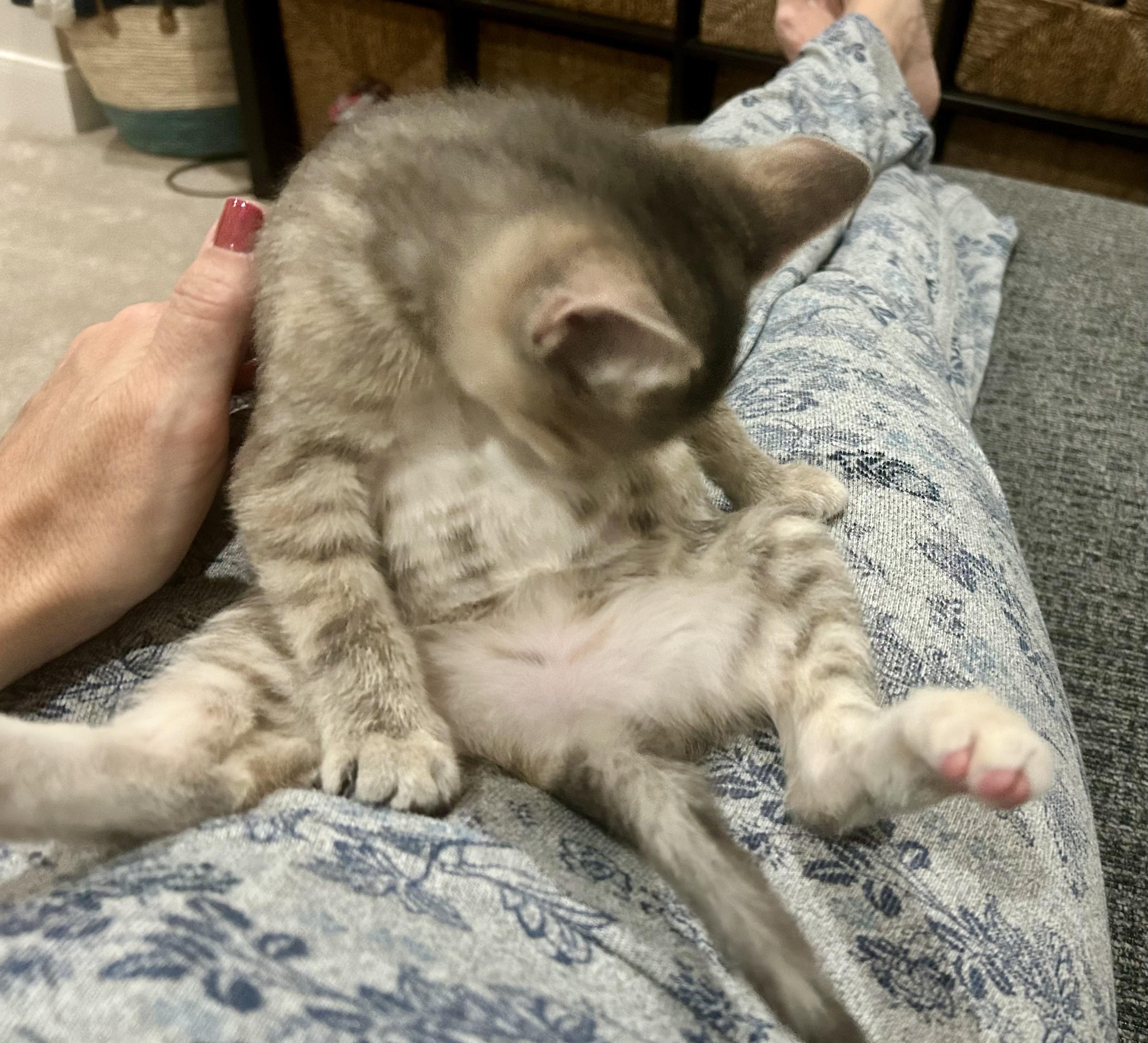 Enlarge Walmart kittens!, a Adoptable Domestic Short Hair in Houston, TX image 5/6