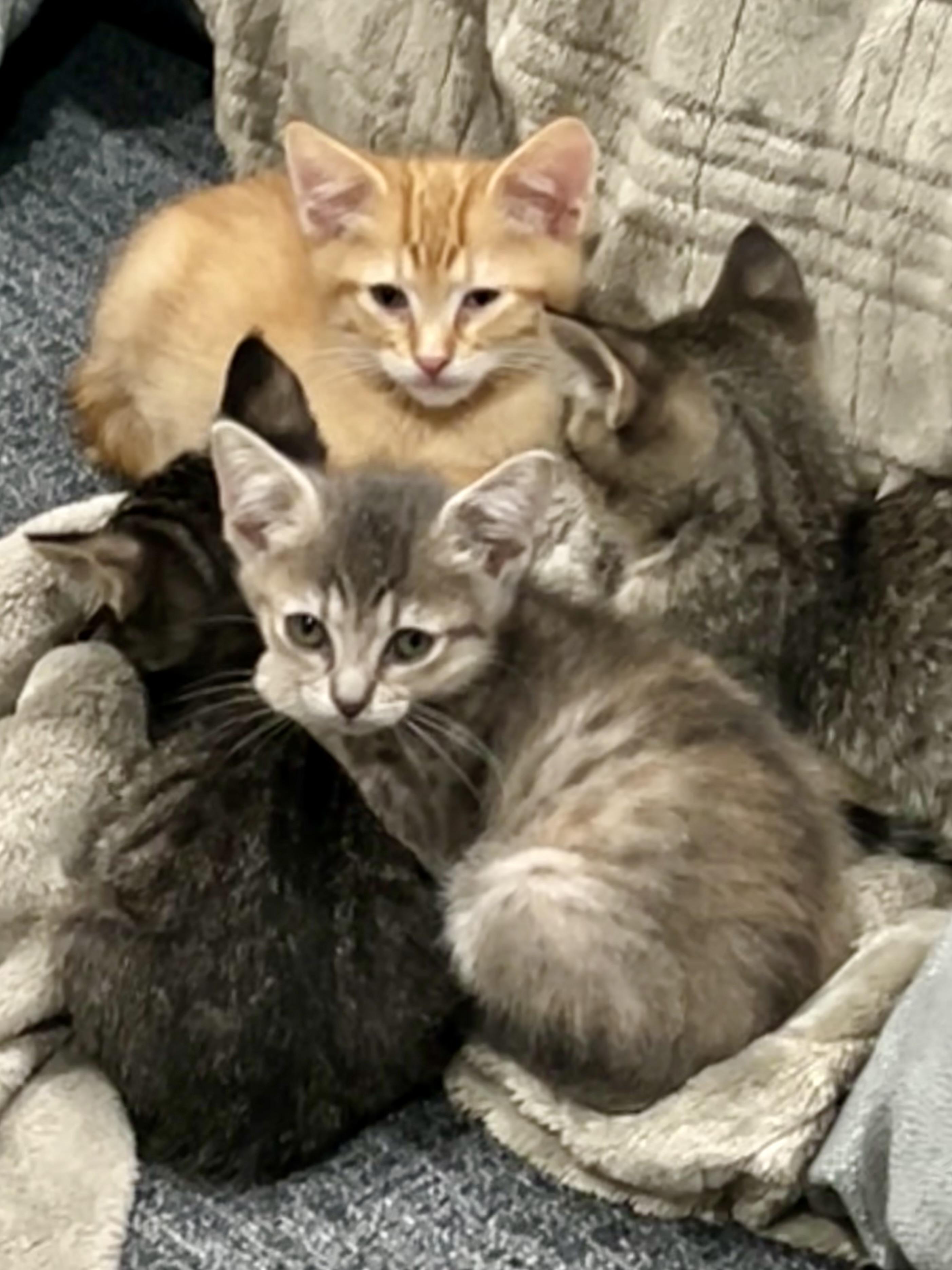 Walmart kittens!, Adoptable, Kitten Male Domestic Short Hair.
