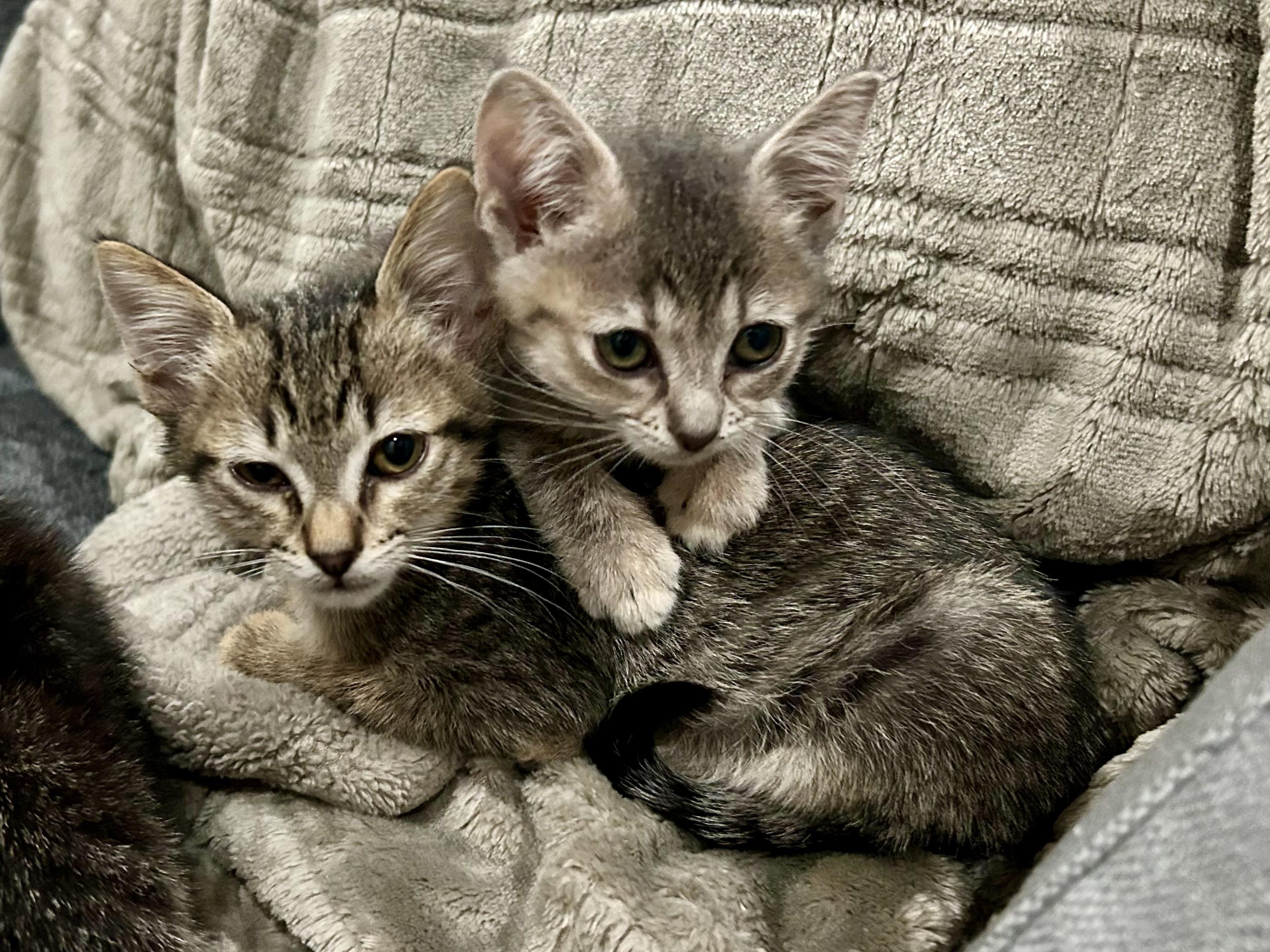 Enlarge Walmart kittens!, a Adoptable Domestic Short Hair in Houston, TX image 3/6