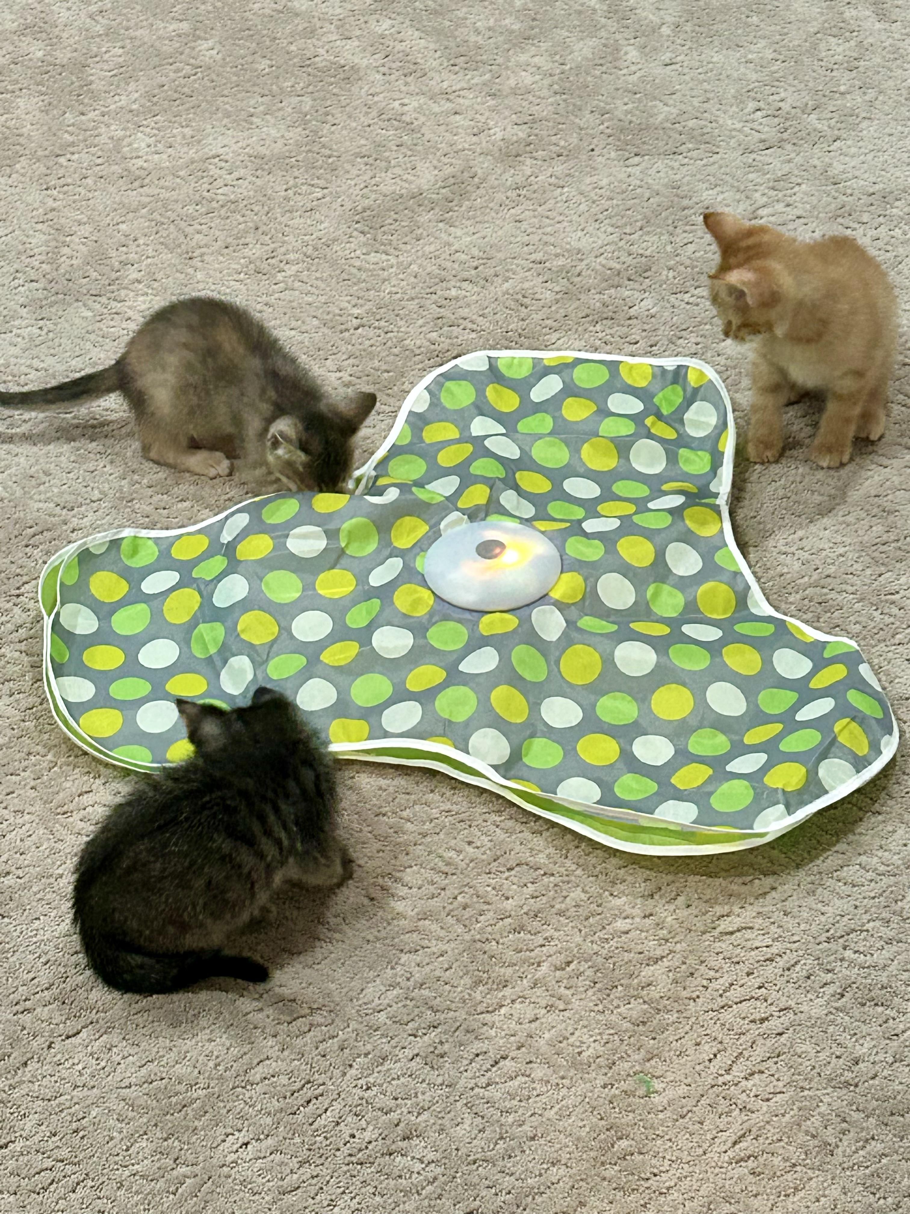 Enlarge Walmart kittens!, a Adoptable Domestic Short Hair in Houston, TX image 4/6