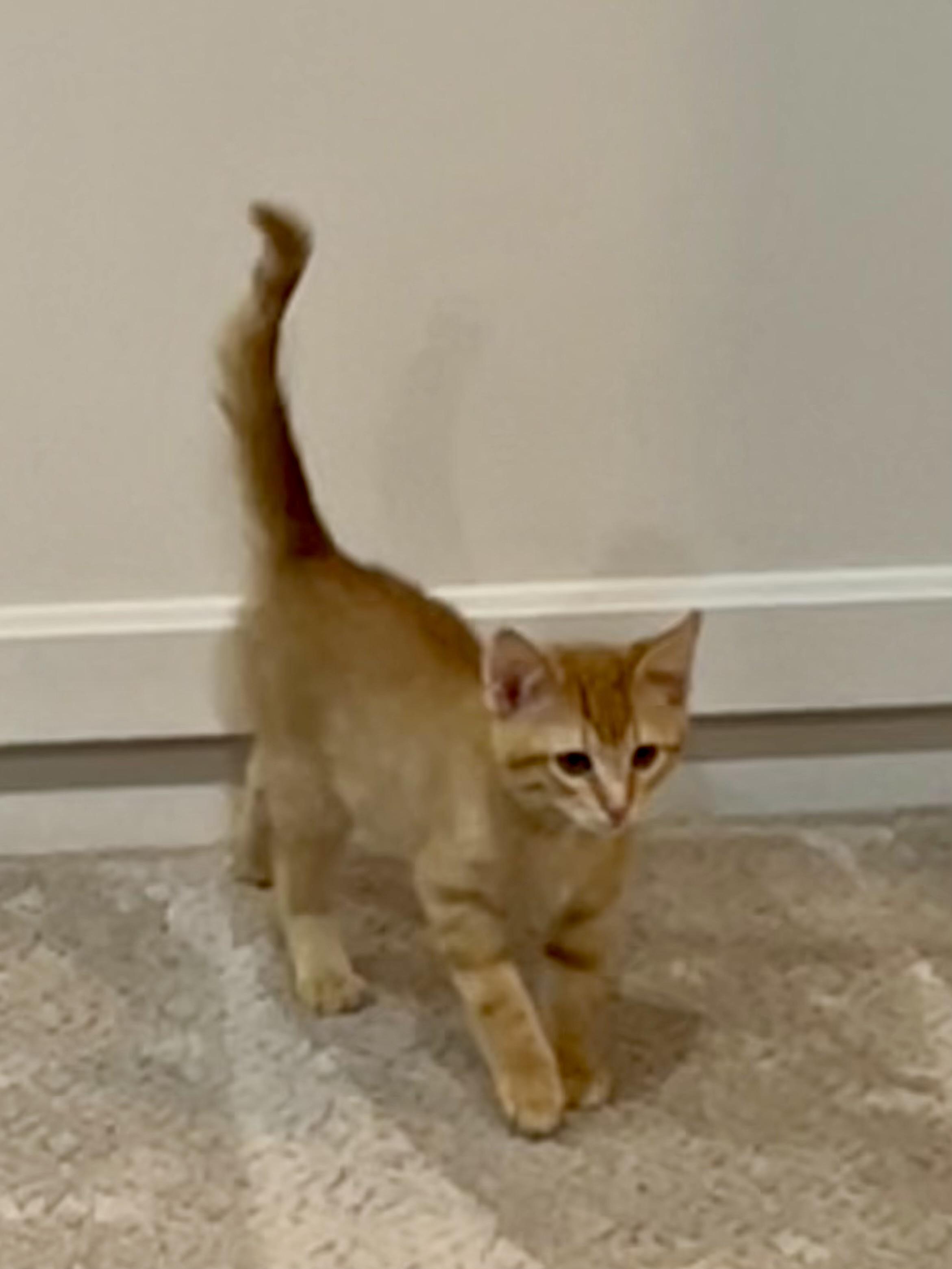 Enlarge Walmart kittens!, a Adoptable Domestic Short Hair in Houston, TX image 6/6