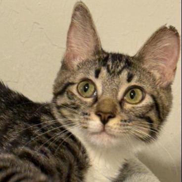 Enlarge Amaryllis, a Adoptable Domestic Short Hair in Tulsa, OK image 1/2