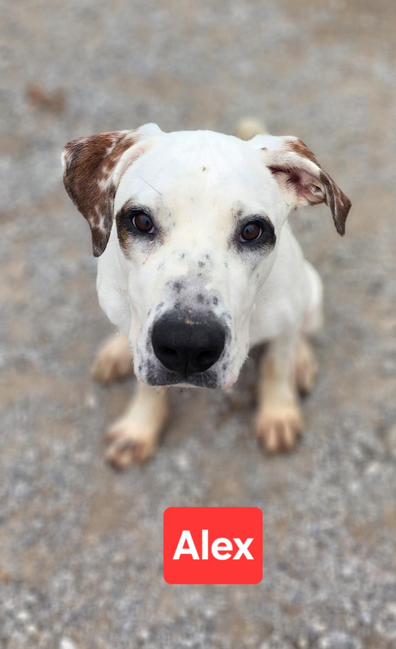 Enlarge Alex, a Adoptable mixed breed in Clinton, MO image 3/4