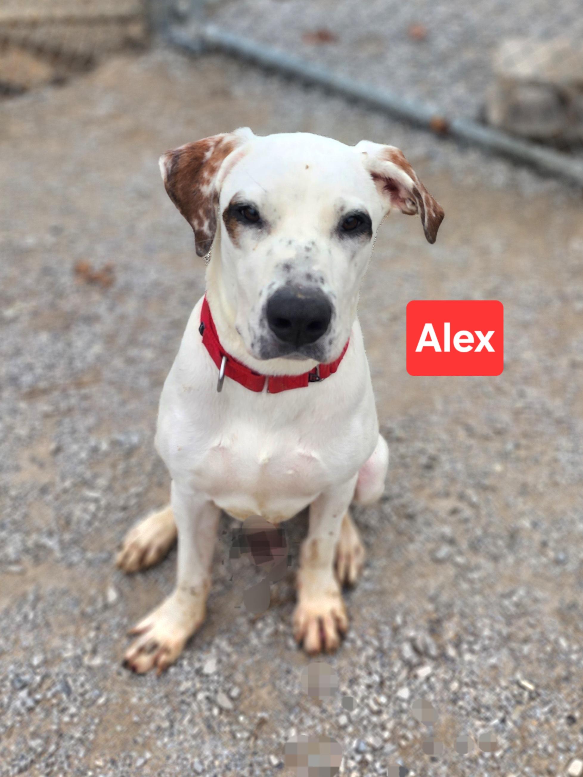 Enlarge Alex, a Adoptable mixed breed in Clinton, MO image 2/4