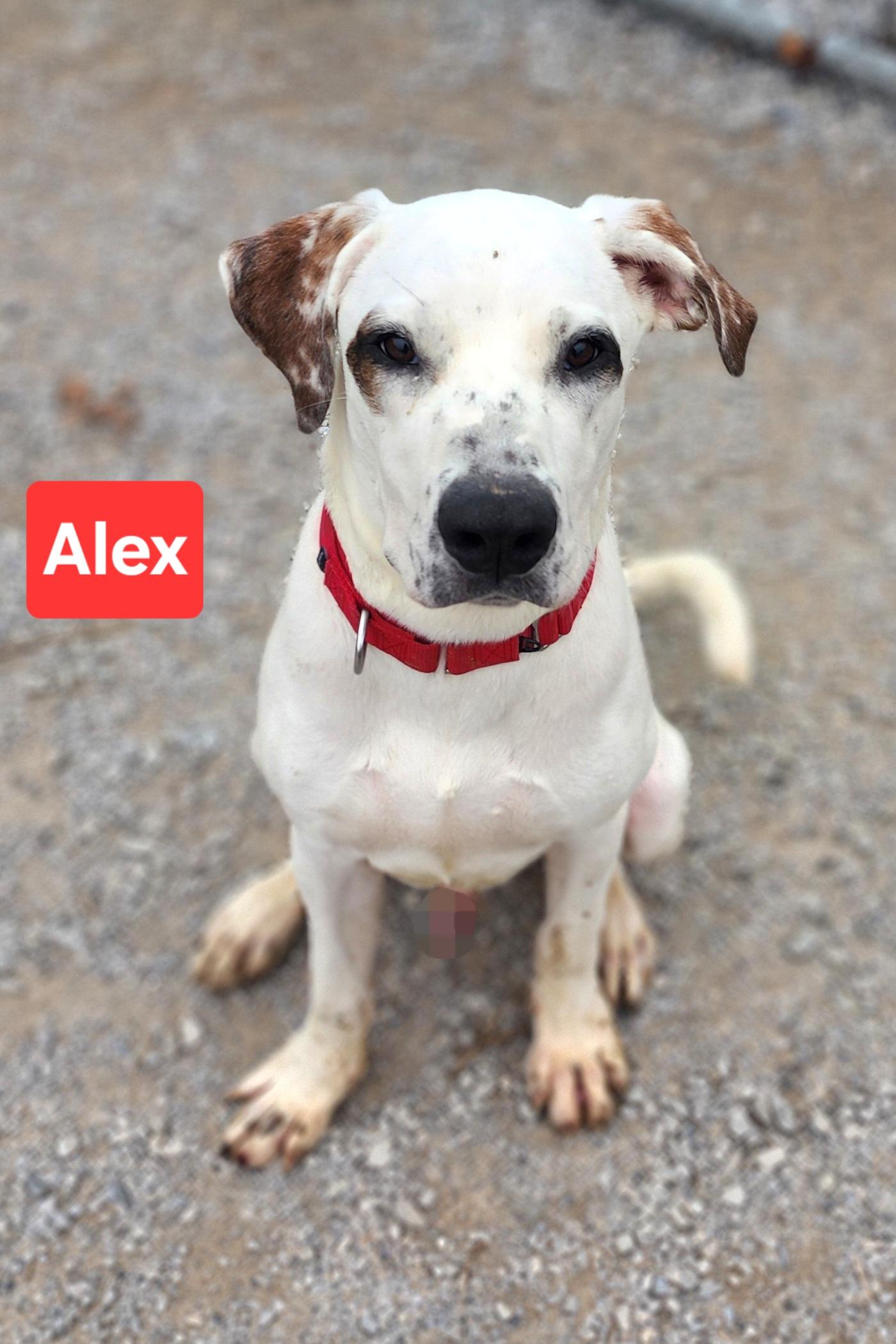 Enlarge Alex, a Adoptable mixed breed in Clinton, MO image 1/4
