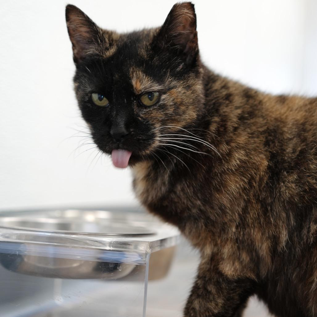 Lily, Adoptable, Senior Female Domestic Short Hair.