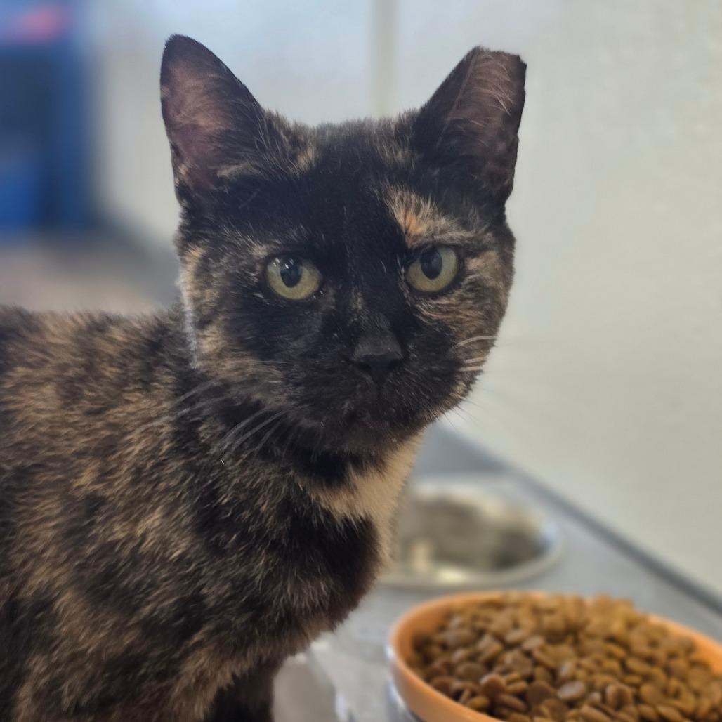 Lily, a Adoptable Domestic Short Hair in Huntsville, AL image 2/6
