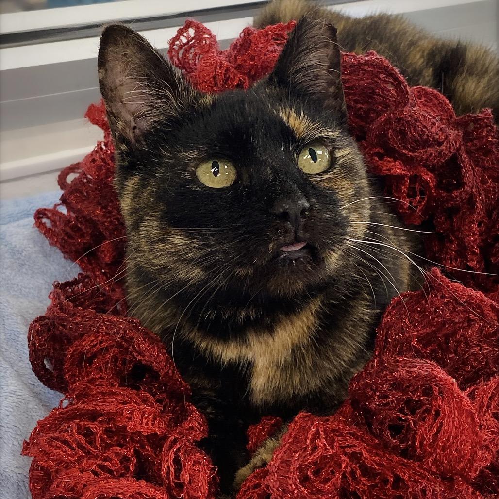 Enlarge Lily, a Adoptable Domestic Short Hair in Huntsville, AL image 3/6