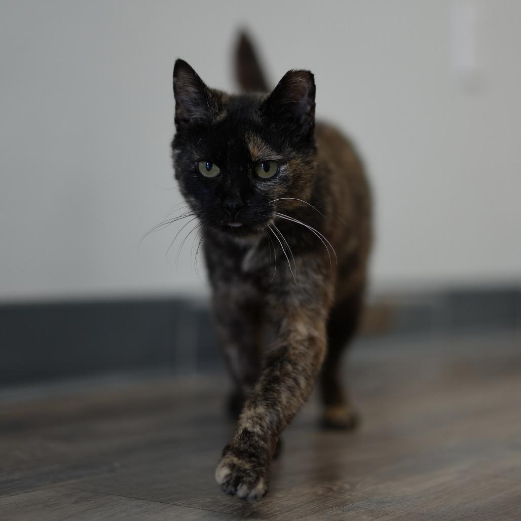 Lily, a Adoptable Domestic Short Hair in Huntsville, AL image 3/6