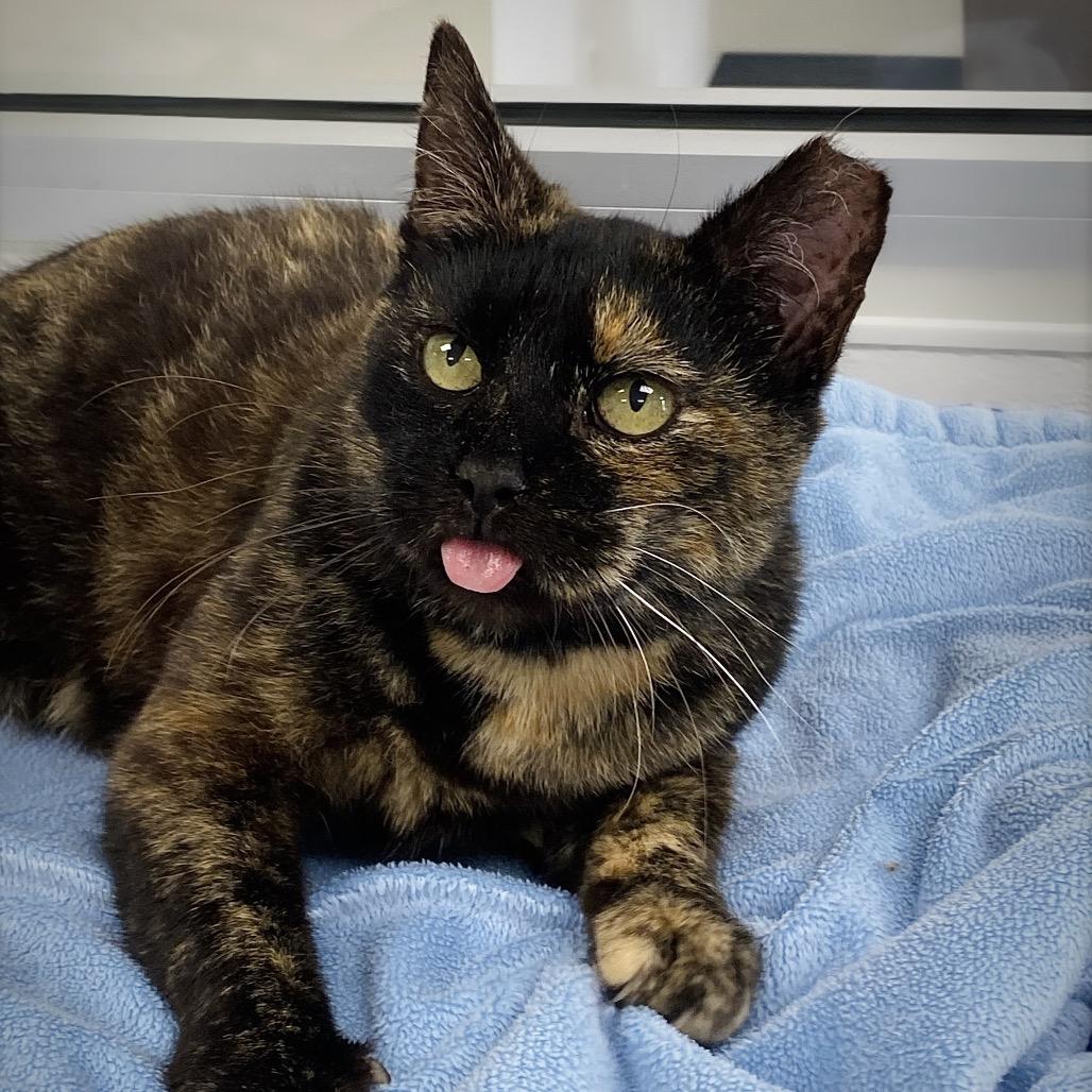 Enlarge Lily, a Adoptable Domestic Short Hair in Huntsville, AL image 4/6